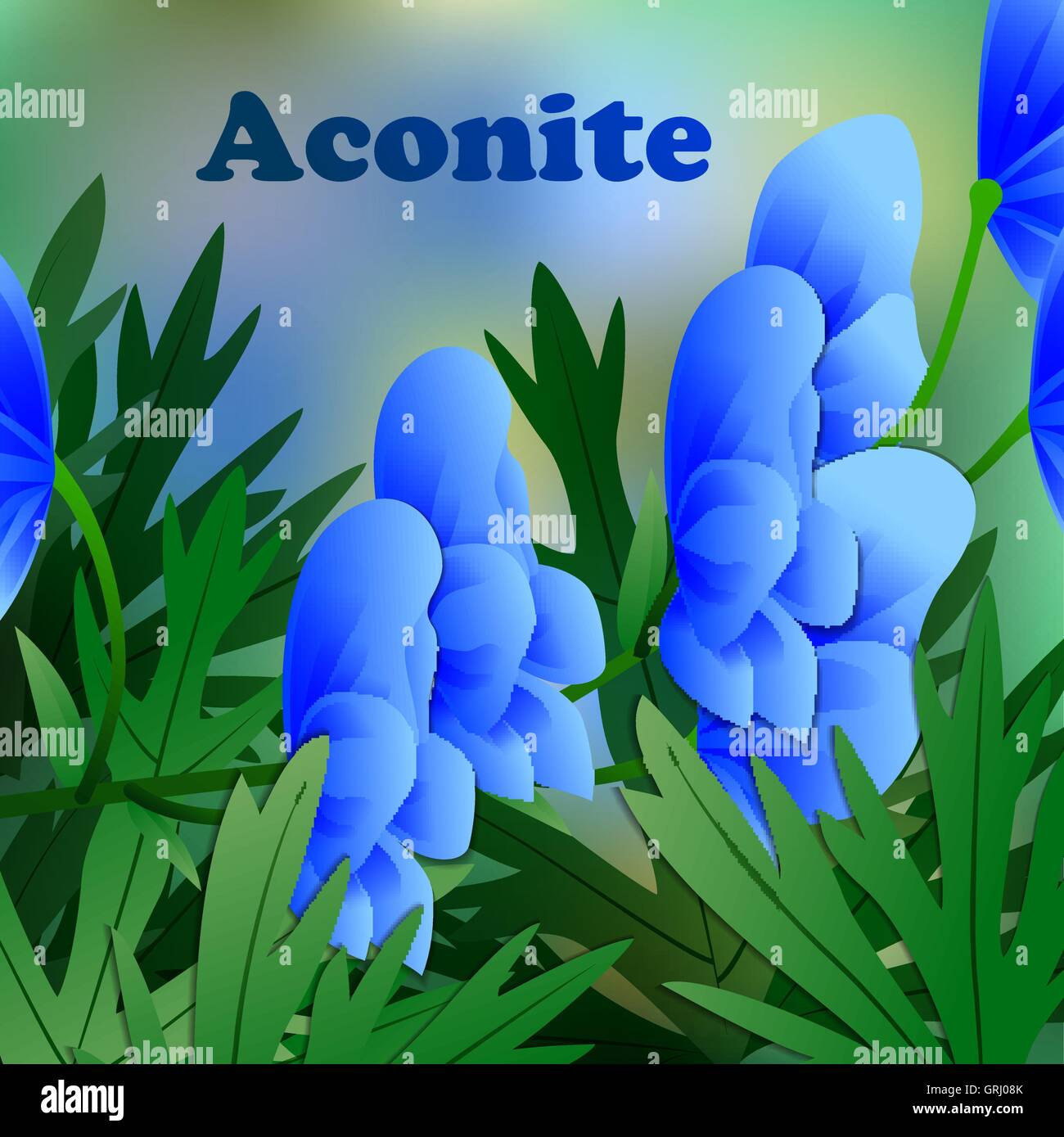 Beautiful spring flowers Aconite. Cards or your design with space for text. Vector Stock Vector
