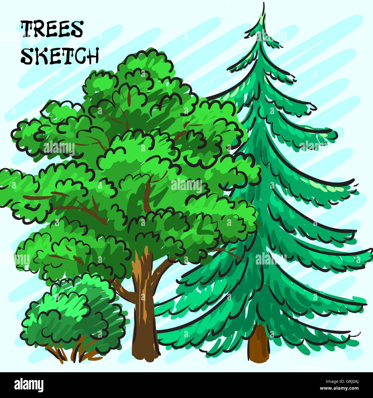 Spruce and green tree. Park. Corporate identity is drawn by hand. Vector Stock Vector