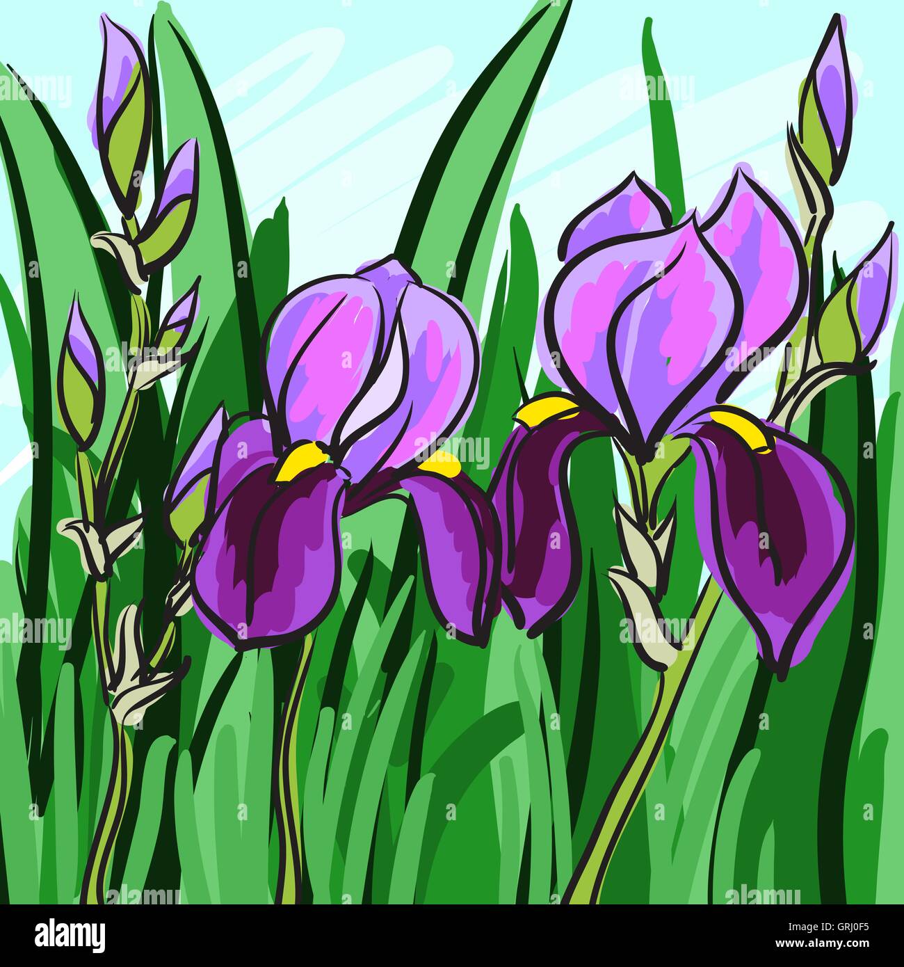 Violet iris hand-drawn on green background for your design. Vector Stock Vector