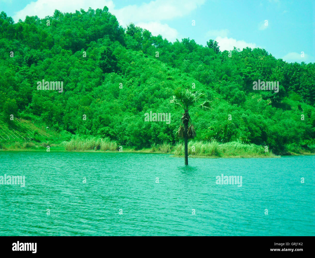 Palm tree in lake Stock Photo