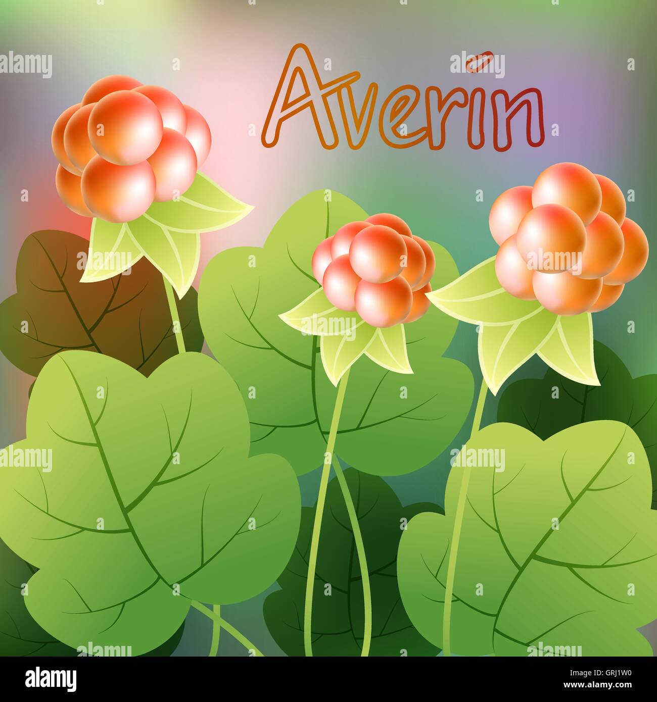 Cloudberry, rubus chamaemorus or bakeapple, knoutberry, salmonberry, averin. Vector Stock Vector