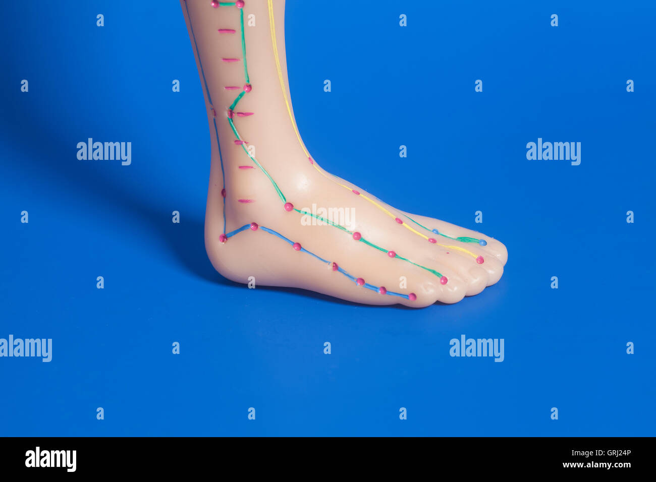 Medical acupuncture model of human feet on blue background Stock Photo