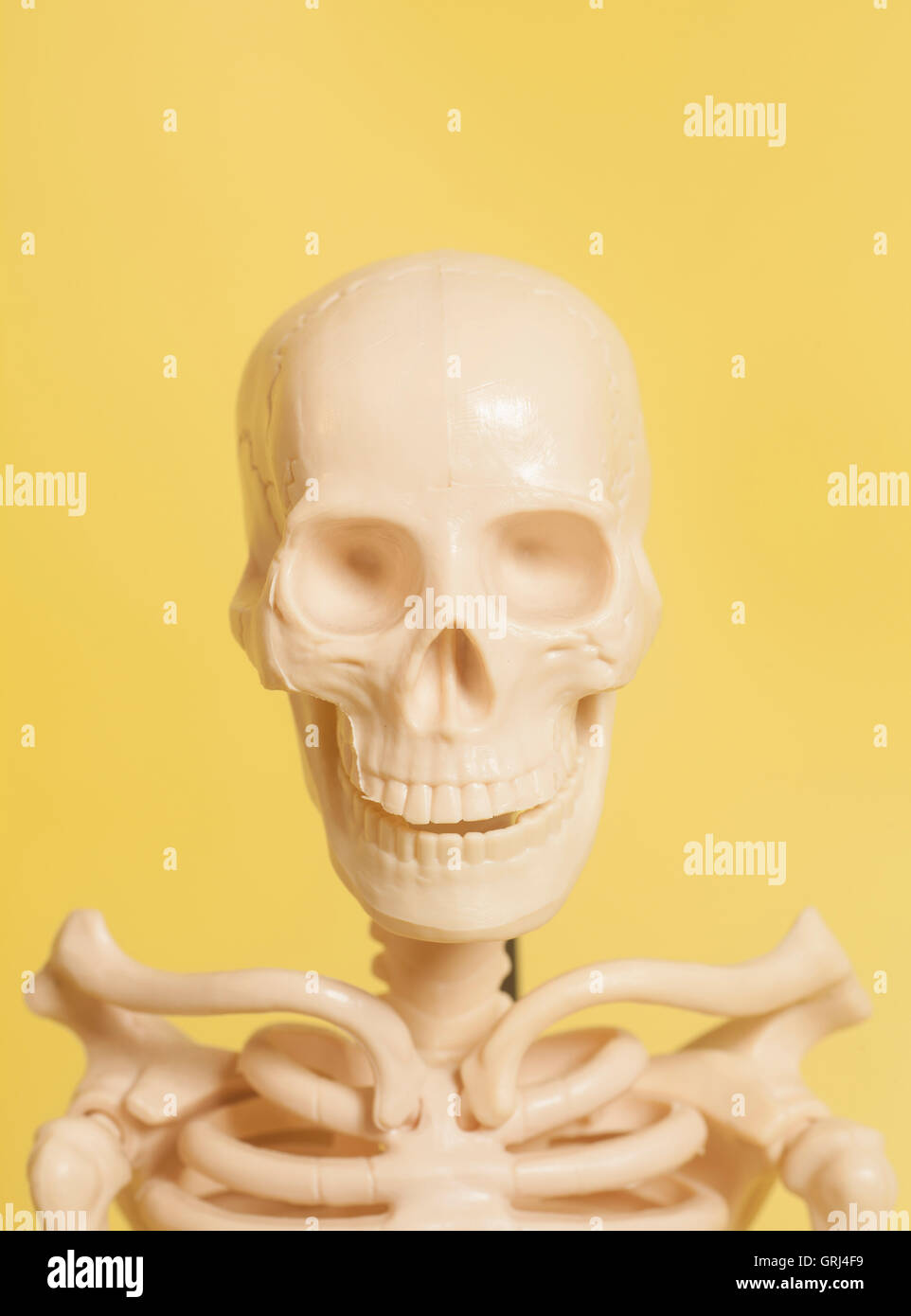 Realistic Human Skull Model Anatomical Medical Skeleton Halloween Yellow
