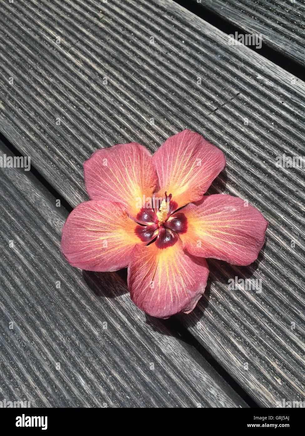 Peach coloured stripey flower on wooden decking Stock Photo