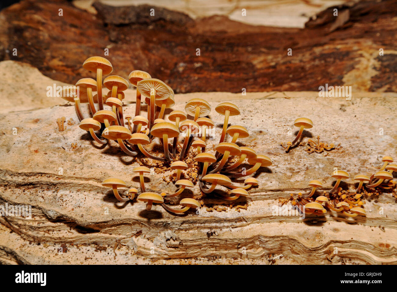 Velvet Shank Fungi (Flammulina velutips), Kent, UK Stock Photo Alamy