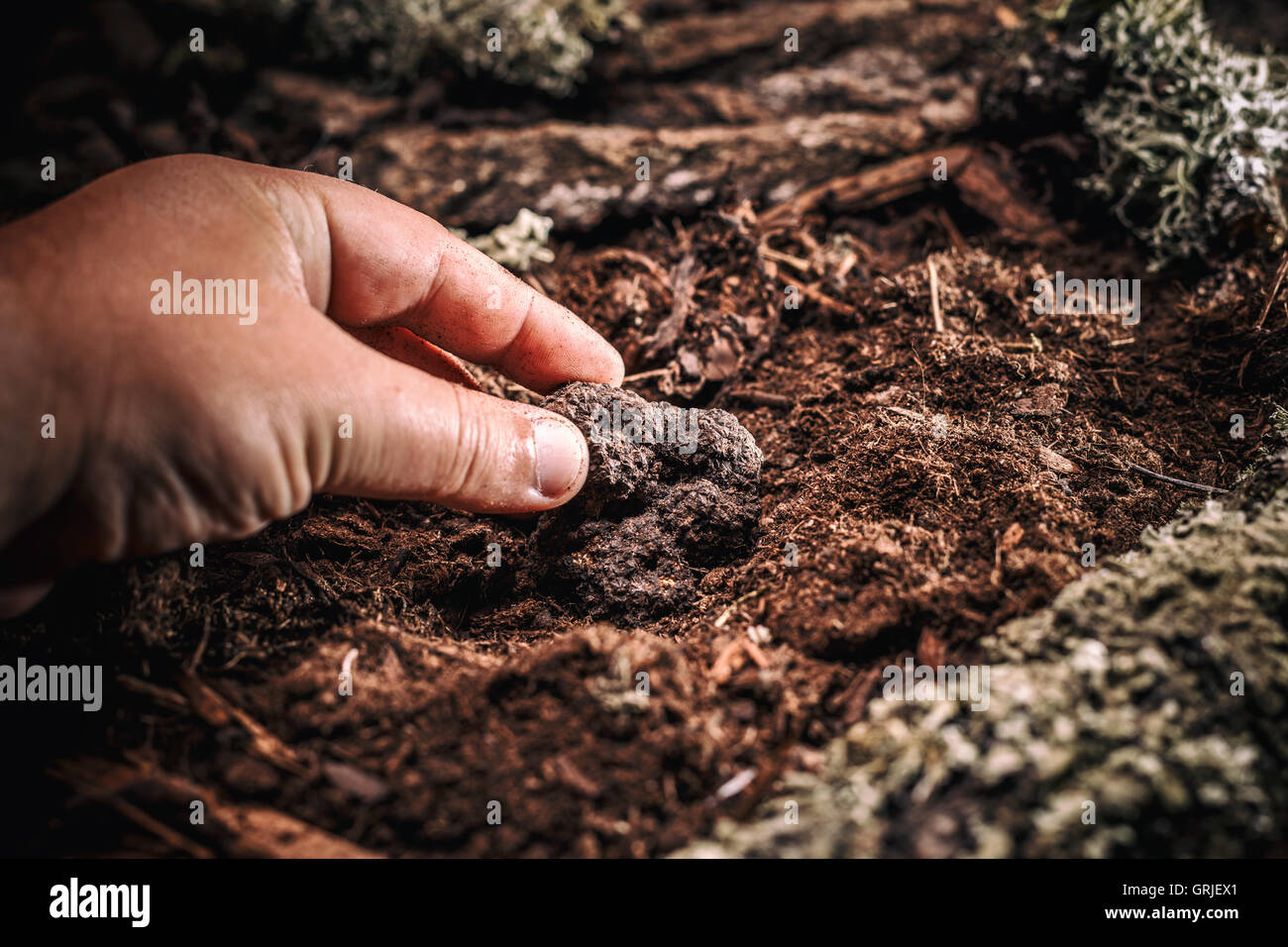 Man hand showing a black truffle Stock Photo