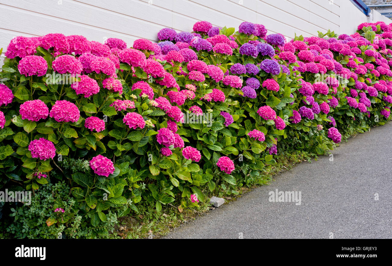 row of hydrangeas blooms against cream coloured wall Stock Photo