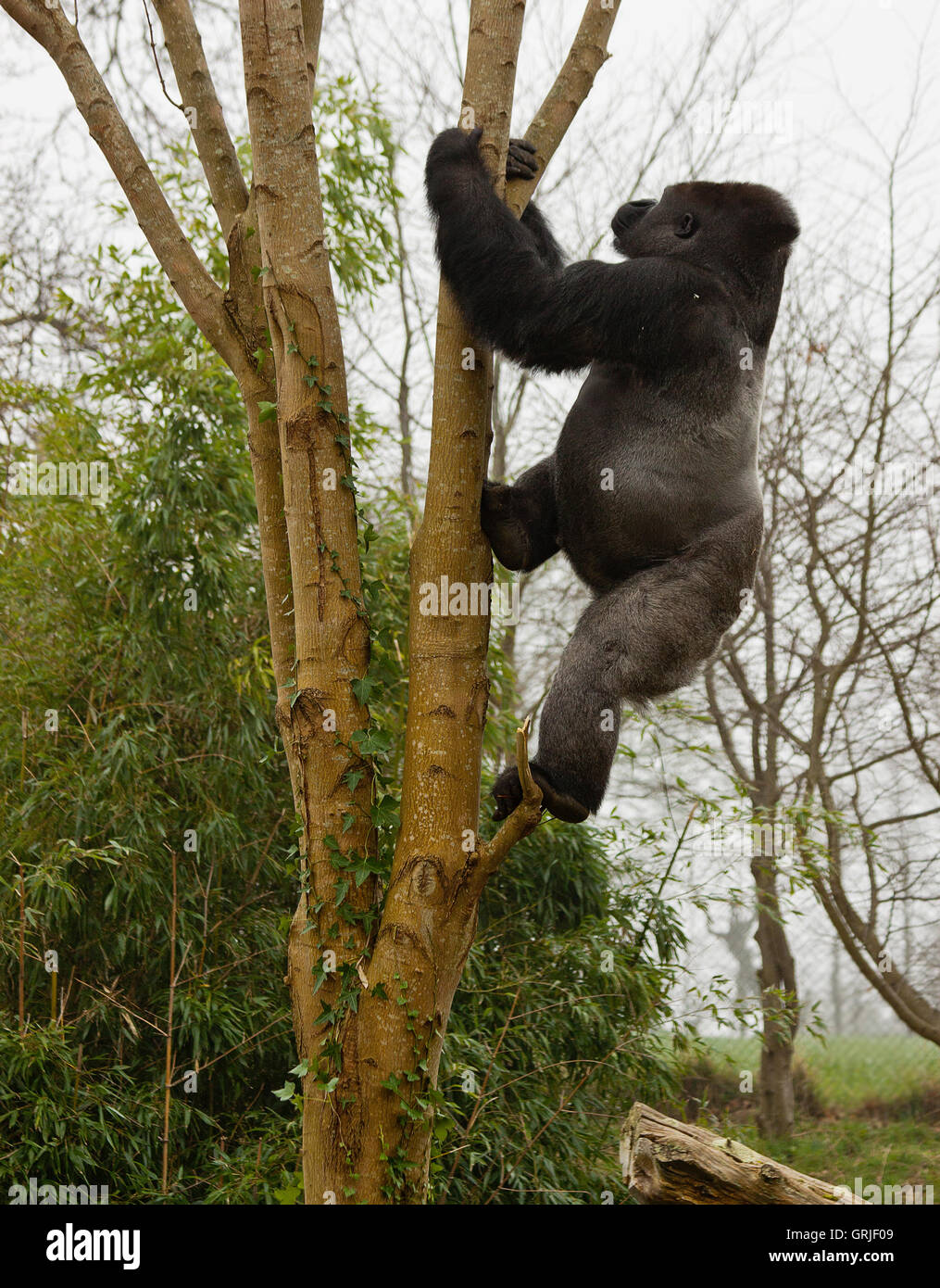 gorilla climbing