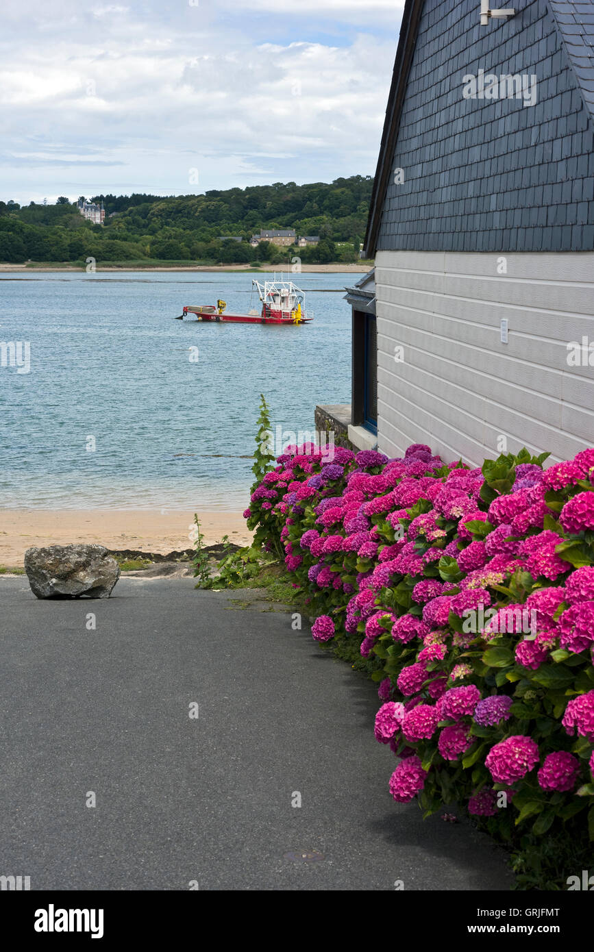 Paimpol bay oyster boat at anchor and row of hydrangea blooms Stock Photo