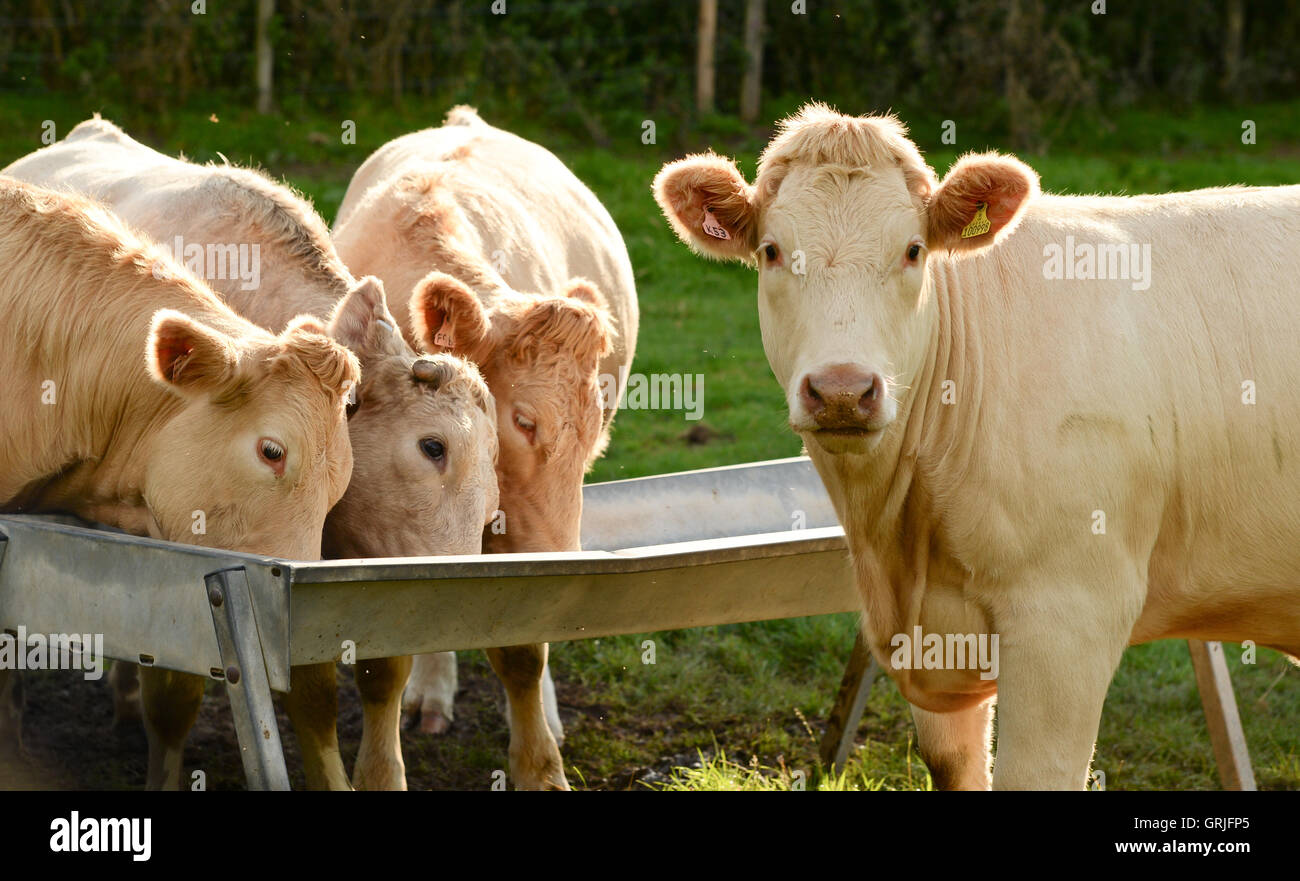 Cows feeding from a trough Stock Photo Alamy