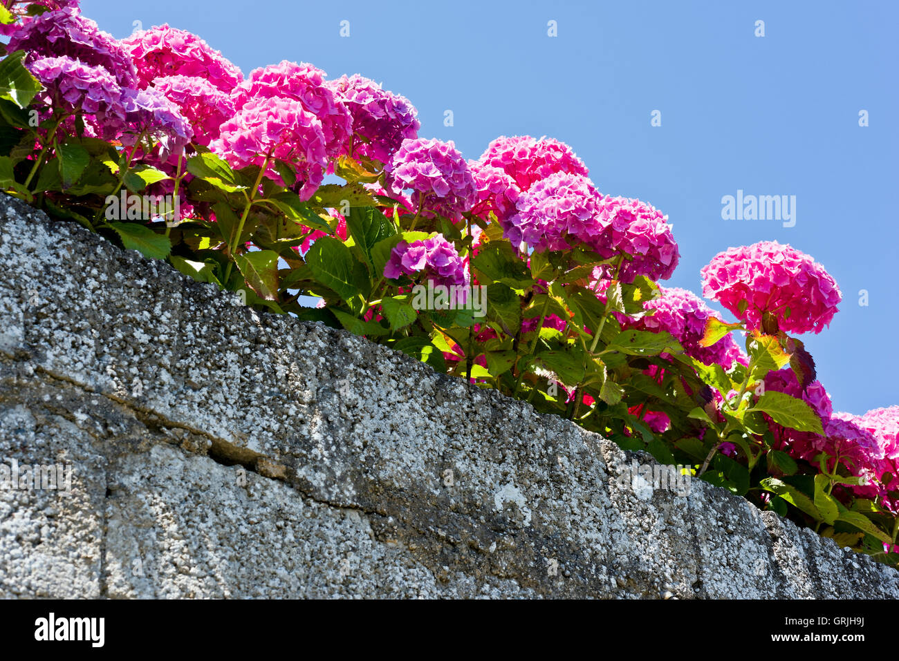 row of hydrangeas blooms hanging over granite wall Stock Photo