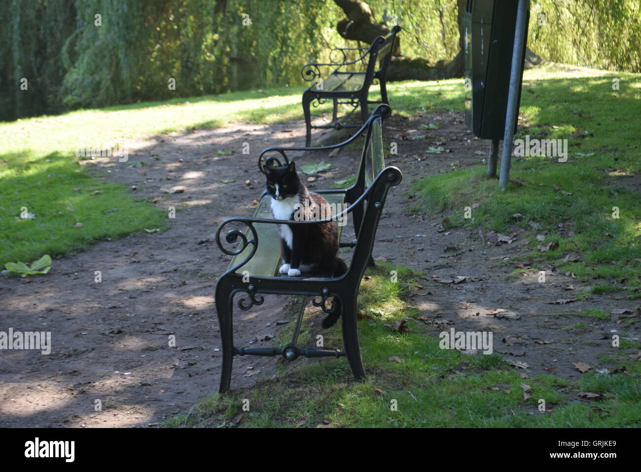 Cat sitting on a bench in the Park Stock Photo - Alamy
