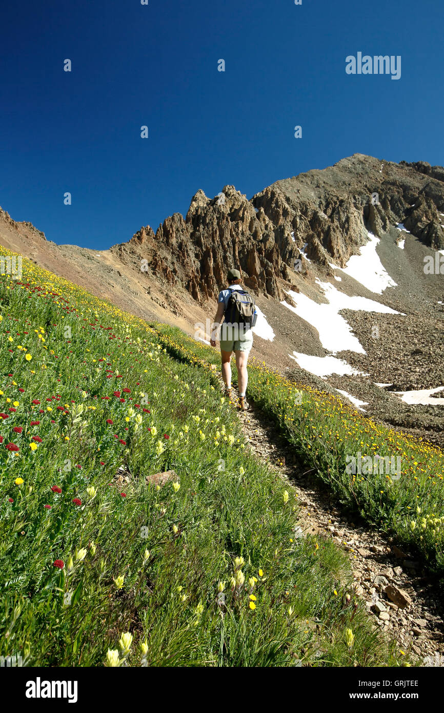 Female hiker on wildflower-flanked trail and Mount Sneffels, above Yankee Boy Basin, near Ouray, Colorado USA Stock Photo