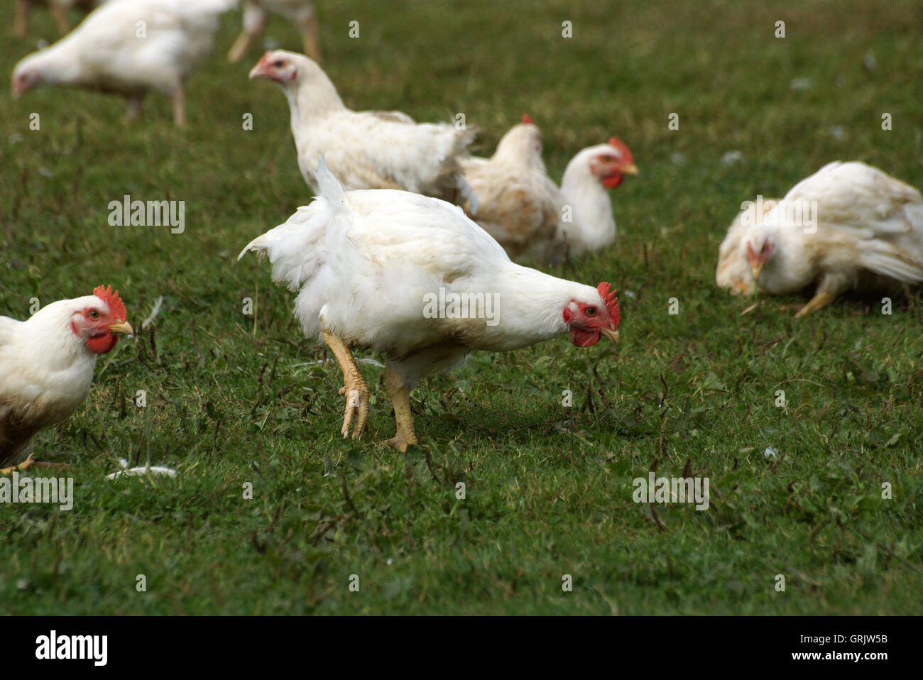 Organic free range chickens living naturally outside in a field Stock Photo