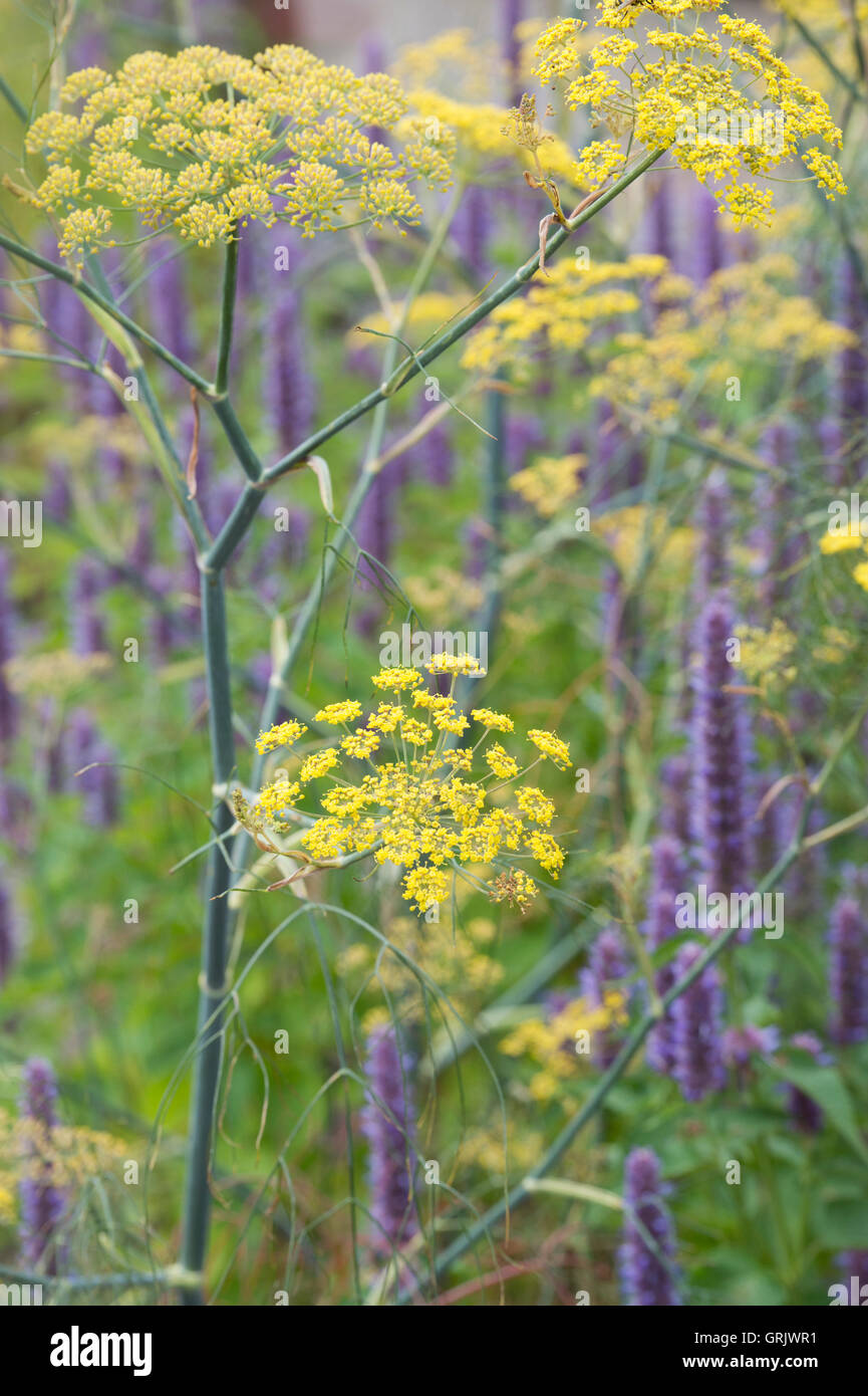 Foeniculum Vulgare Purpureum. Bronze fennel in flower Stock Photo