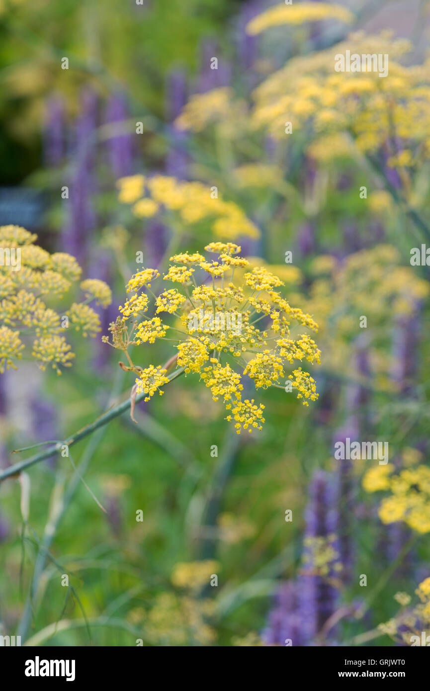 Foeniculum Vulgare Purpureum. Bronze fennel in flower Stock Photo