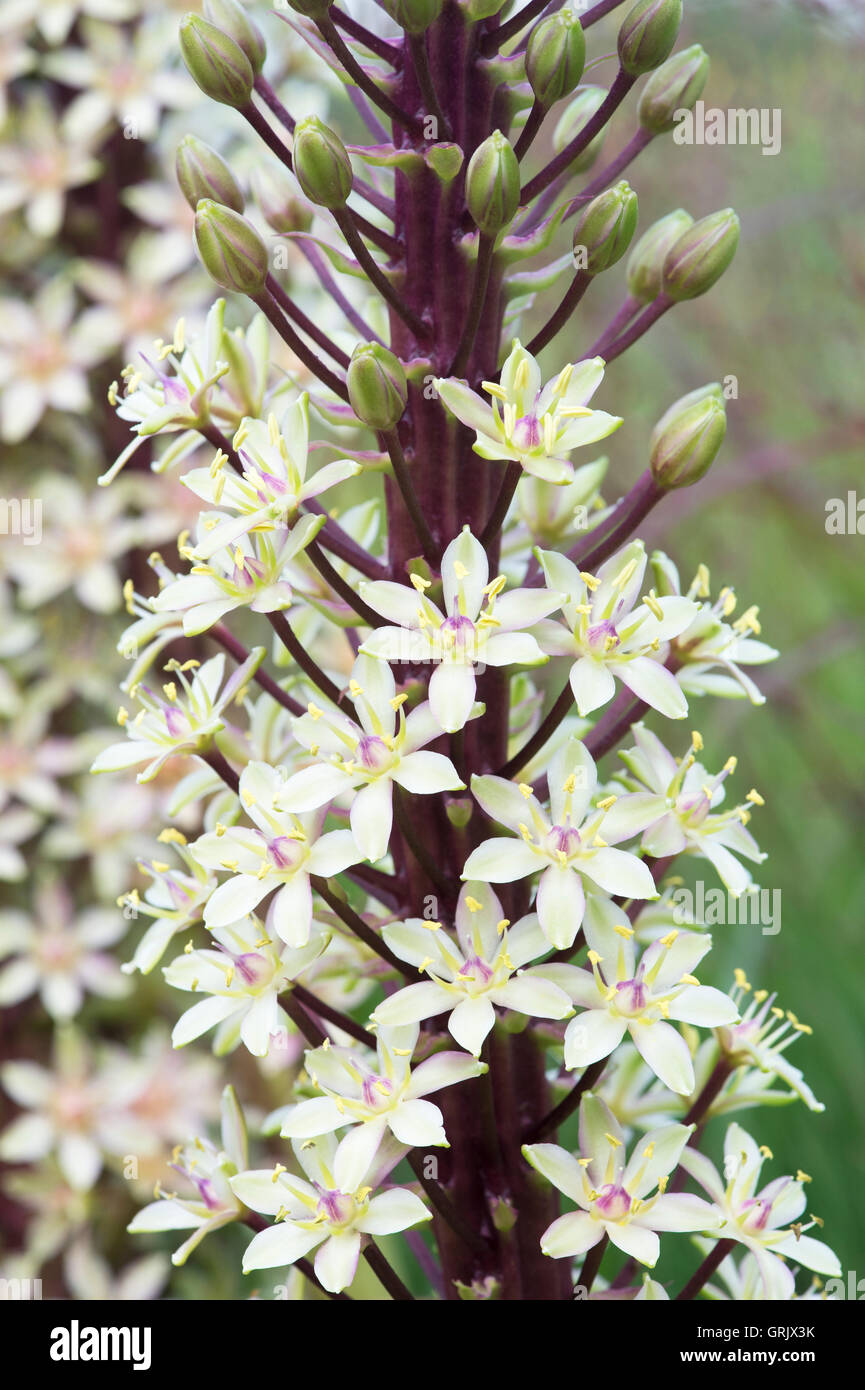 comosa. Pineapple lily / Pineapple flower Stock Photo Alamy
