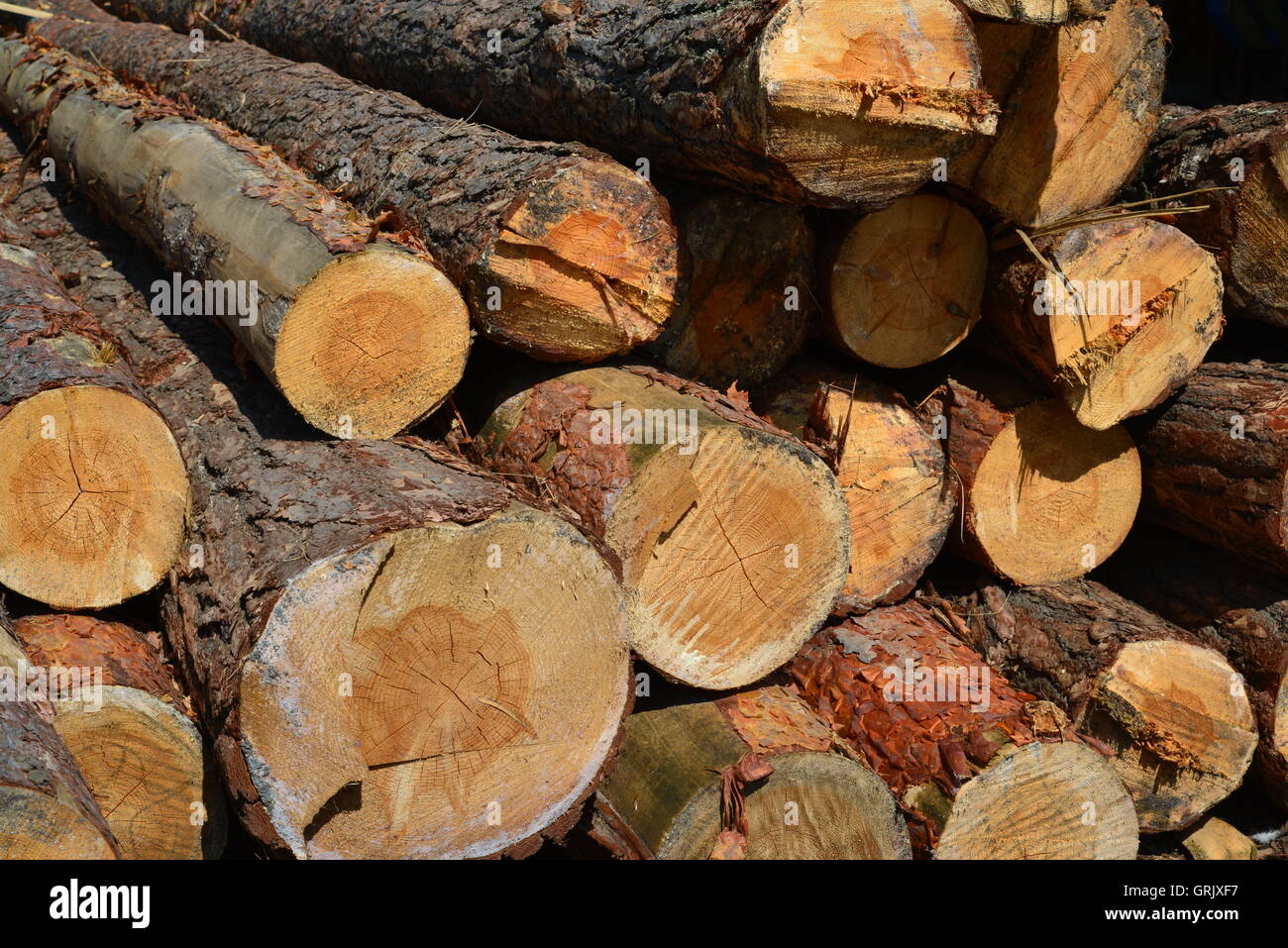 Sawlogs to produce general-purpose lumber Stock Photo - Alamy
