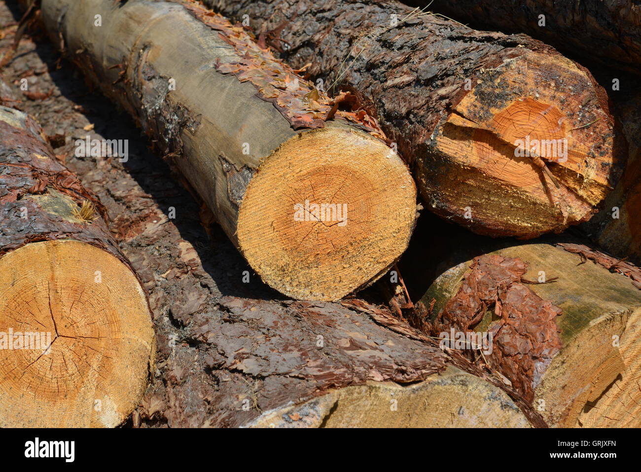 Sawlogs hi-res stock photography and images - Alamy