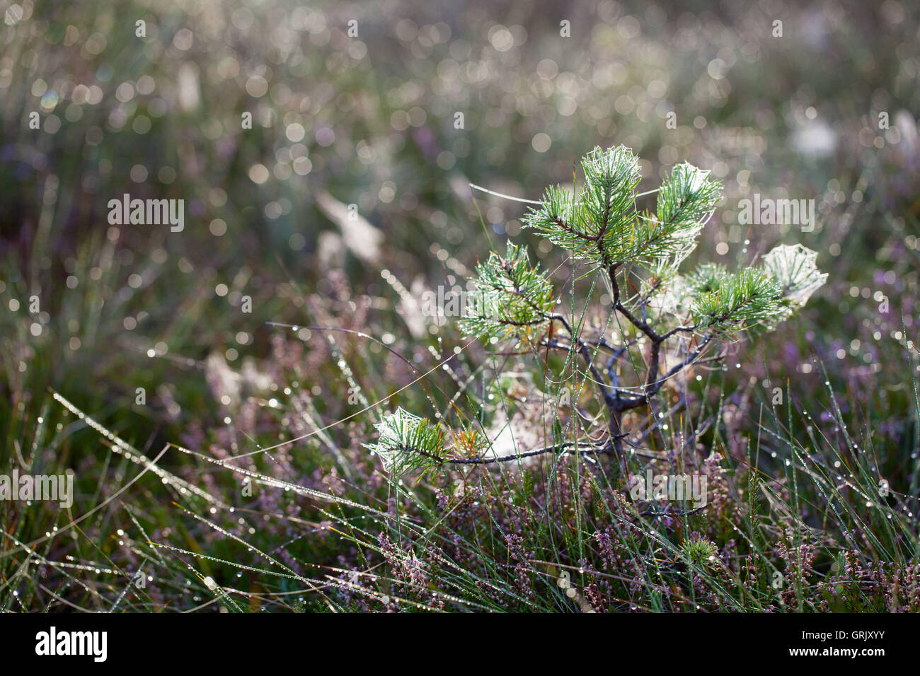 Small pine tree in marsh, Kemeri national park, Latvia Stock Photo