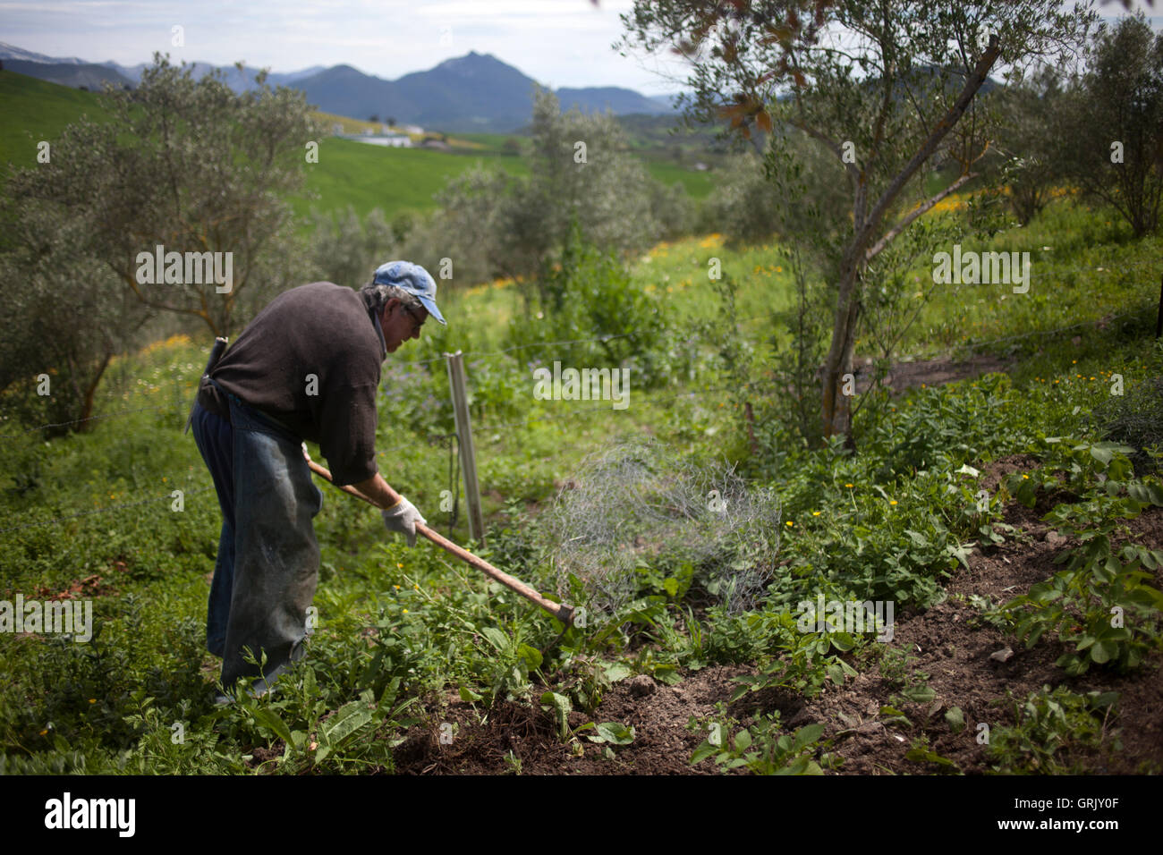 A small farmer works with a hoe in his organic farm in Prado del Rey, Cadiz, Andalusia, Spain Stock Photo