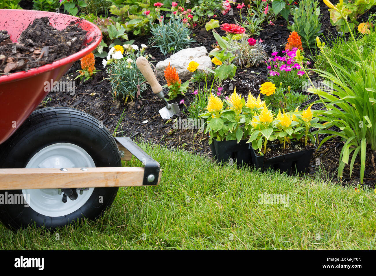 Wheelbarrow alongside a newly planted flowerbed with colorful yellow celosia seedlings in plastic packets waiting to be transpla Stock Photo