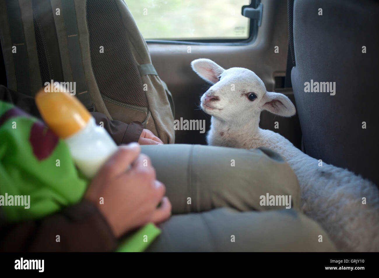 A white lamb travels in a truck of O-Live Medioambiente in Prado del Rey, Sierra de Cadiz, Andalusia, Spain Stock Photo