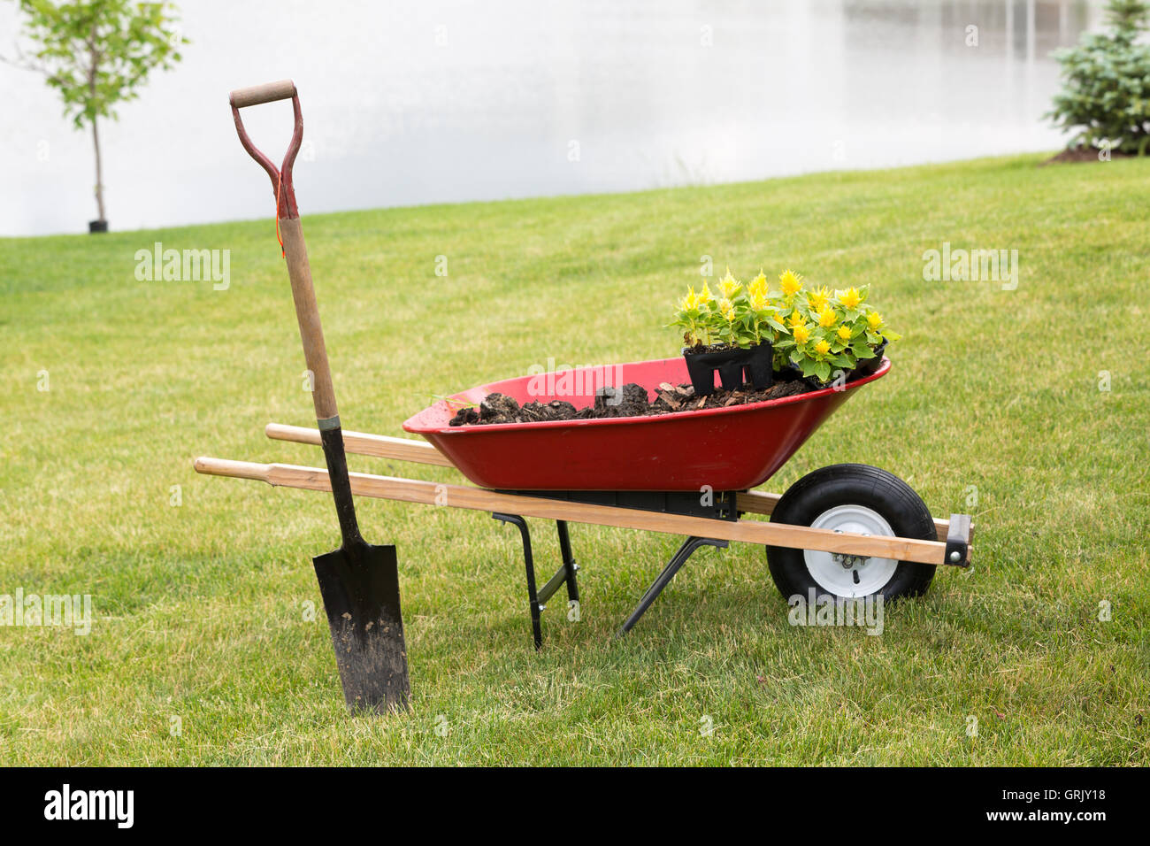 Wheelbarrow with seedlings and a spade standing on a manicured green grassy lawn at the edge of a lake during spring planting an Stock Photo