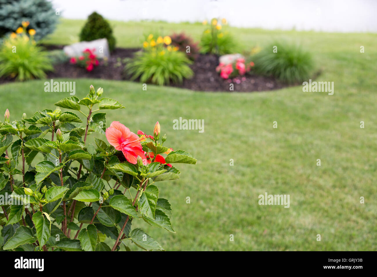 Colorful red tropical hibiscus flower on a lush green bush with buds overlooking a newly landscaped garden with a manicured lawn Stock Photo