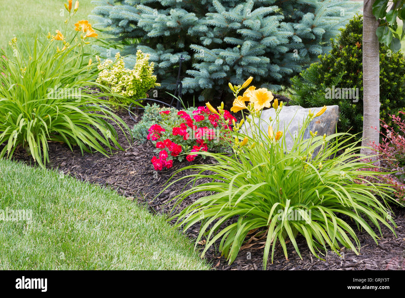 Flowering yellow tiger lilies in a newly landscaped ornamental flowerbed with colorful red flowers and evergreen trees Stock Photo