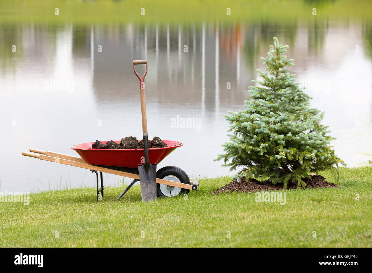 Planting an ornamental evergreen cypress or conifer on the bank of a tranquil lake with a wheelbarrow full of potting soil or ma Stock Photo