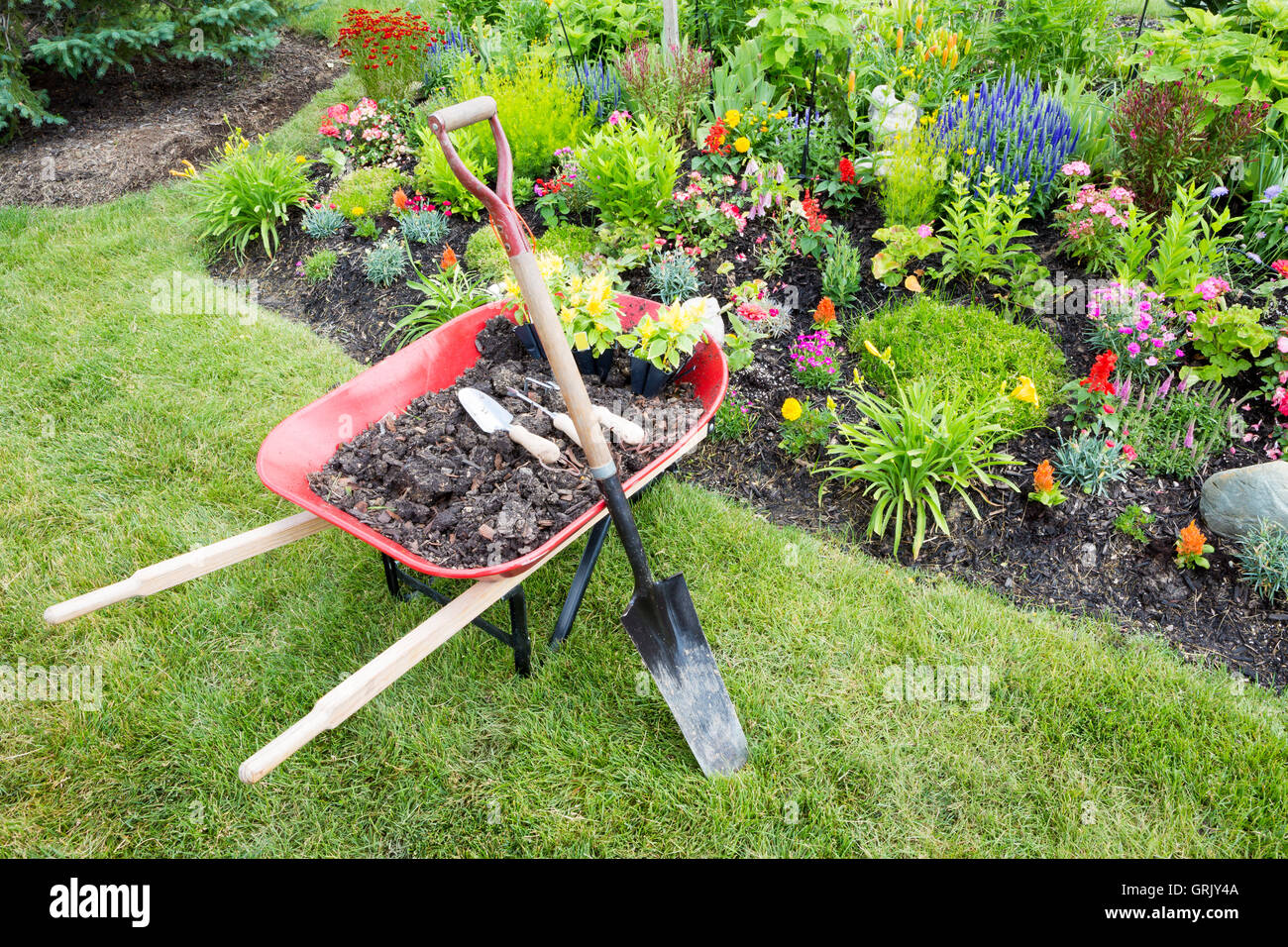 Garden work being done landscaping a flowerbed with a red wheelbarrow full of organic potting soil and celosia seedlings standin Stock Photo