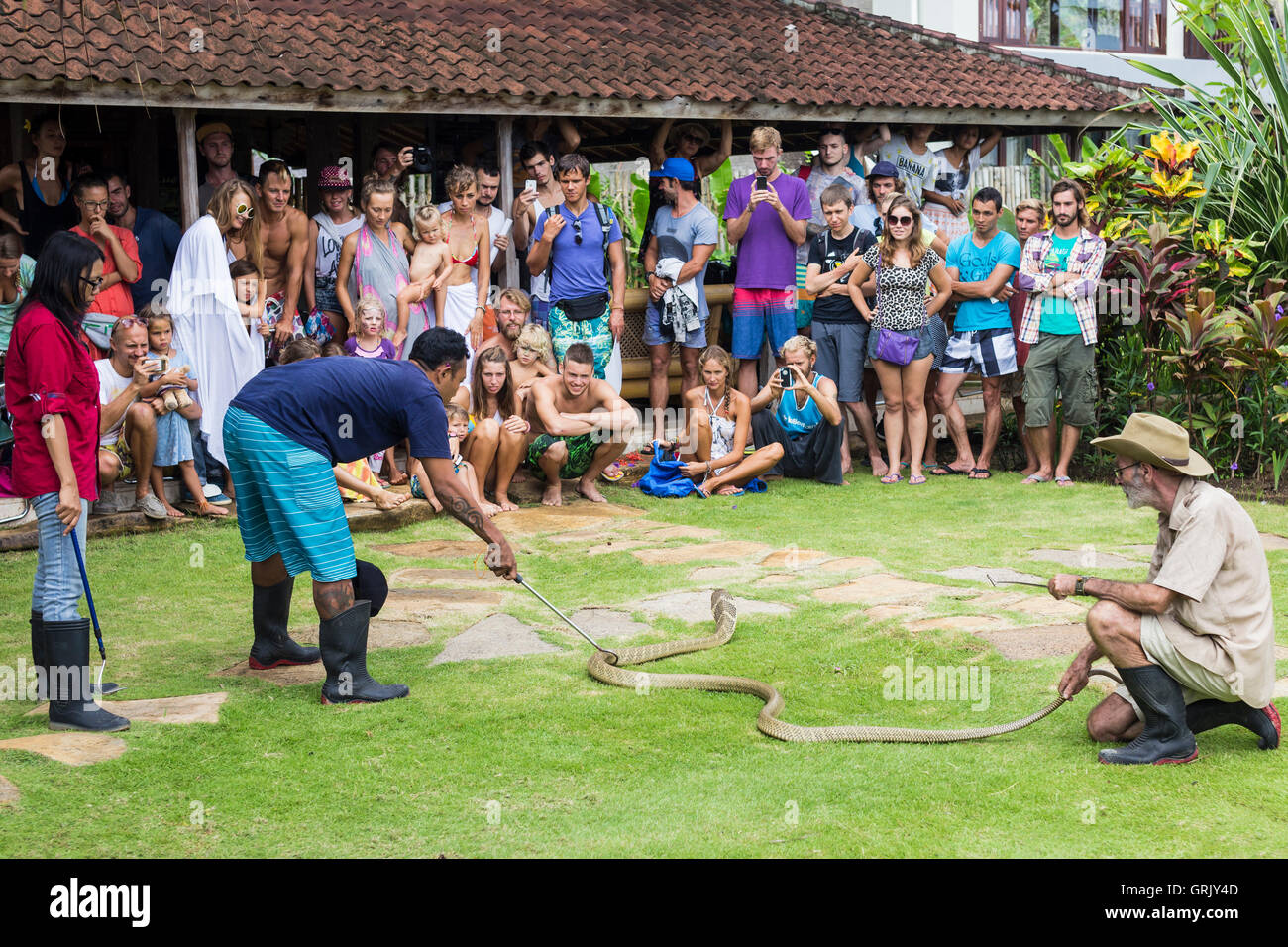 Show of snakes,Bali,Indonesia Stock Photo - Alamy