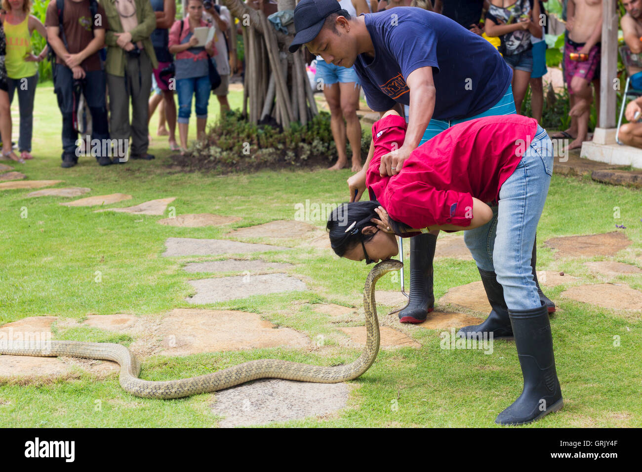Show of snakes,Bali,Indonesia Stock Photo - Alamy