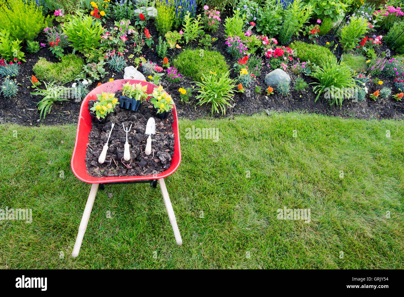 High angle view of a wheelbarrow filled with rich potting soil or manure and seedlings for planting yellow celosia in an ornamen Stock Photo