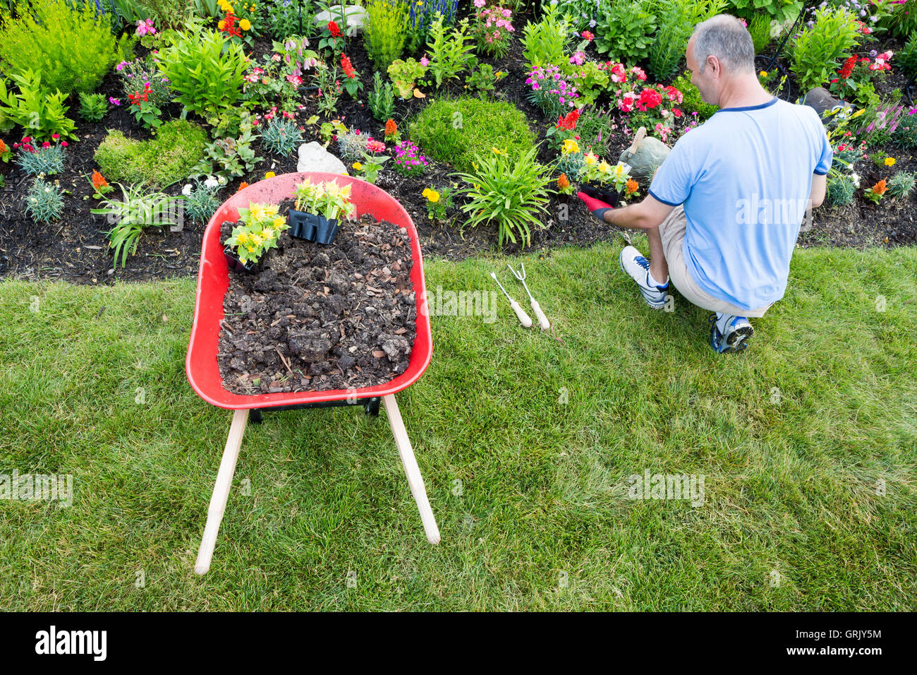 High angle view of a gardener landscaping a garden planting ornamental flowering plants, including yellow celosia, in a newly la Stock Photo
