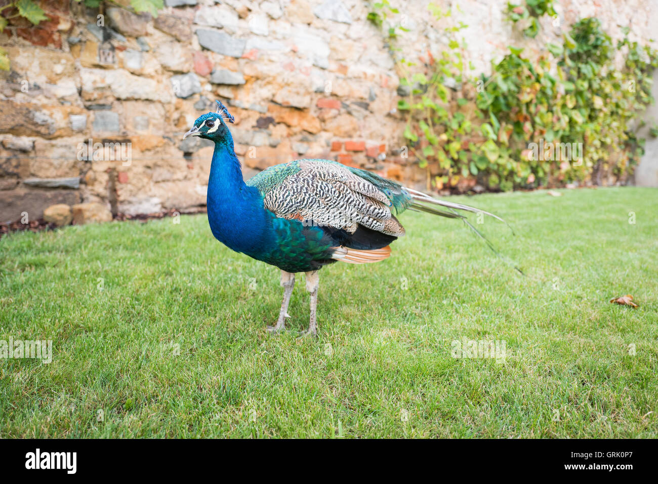 Peacock in the park Stock Photo - Alamy