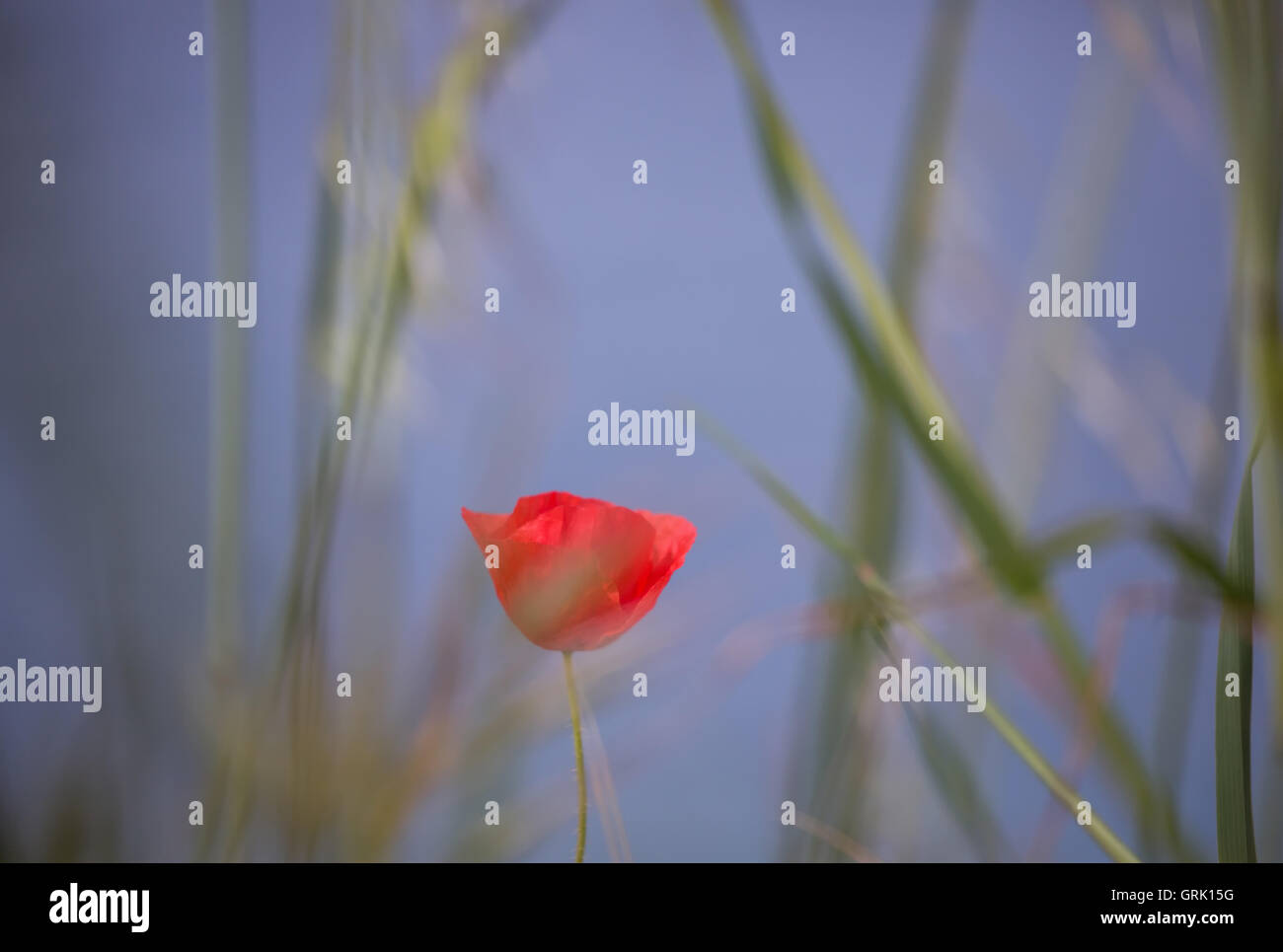Beautiful flower of poppy on the blue sky background Stock Photo - Alamy