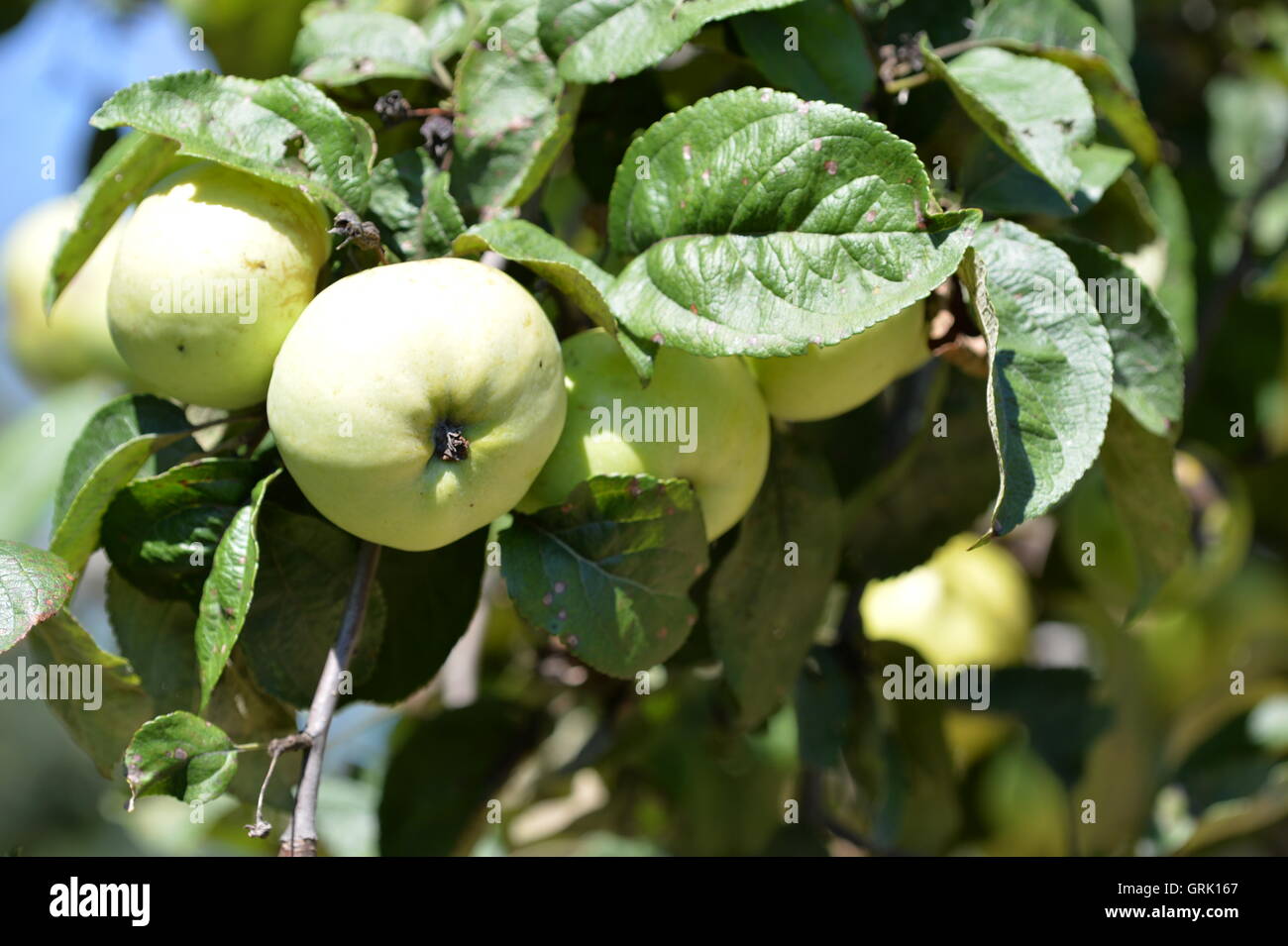 Green apple on a tree branch in the garden Stock Photo - Alamy
