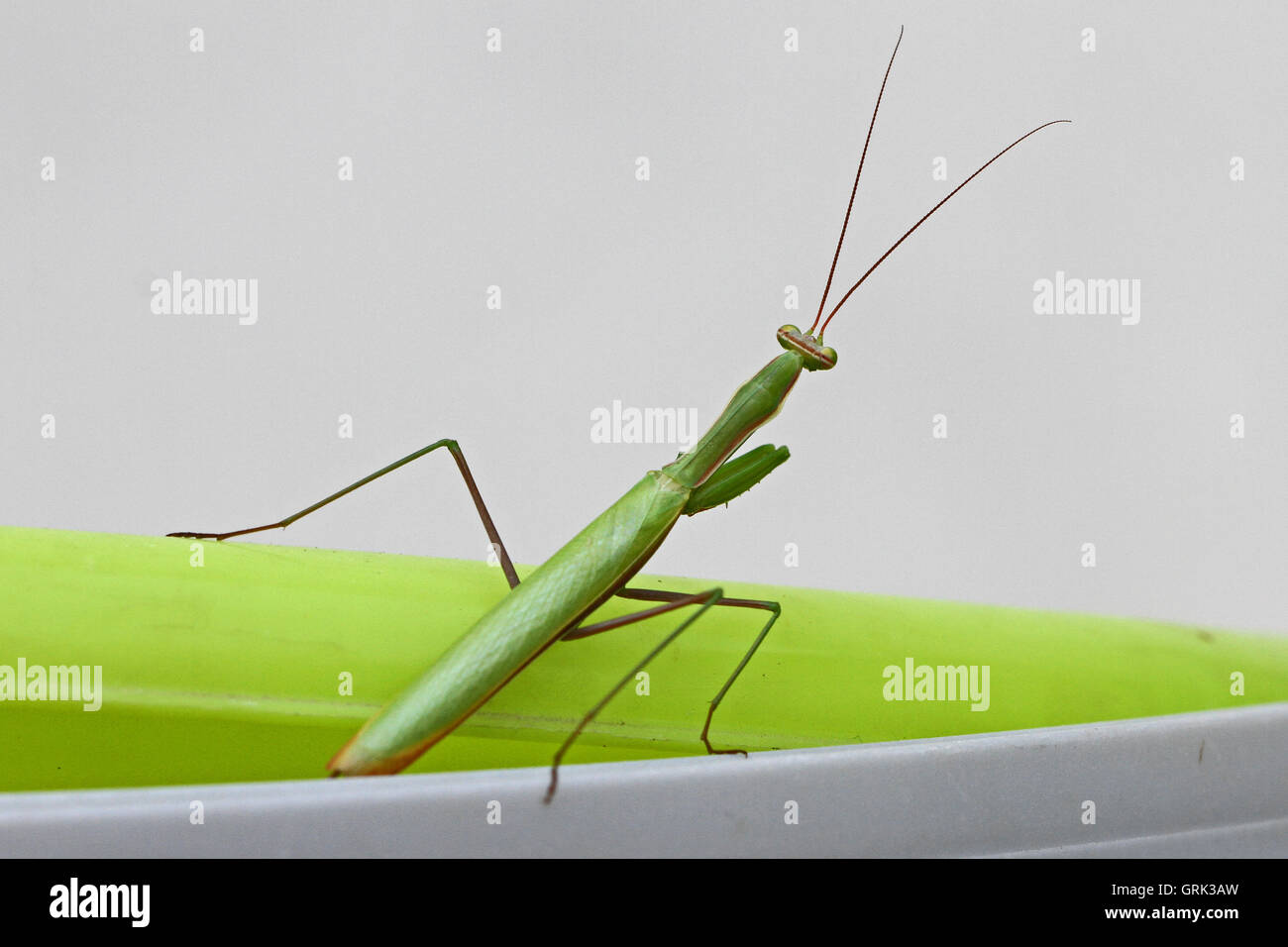 Praying mantis or mantid close up Latin name mantis religiosa settled on a green bucket in Italy by Ruth Swan Stock Photo
