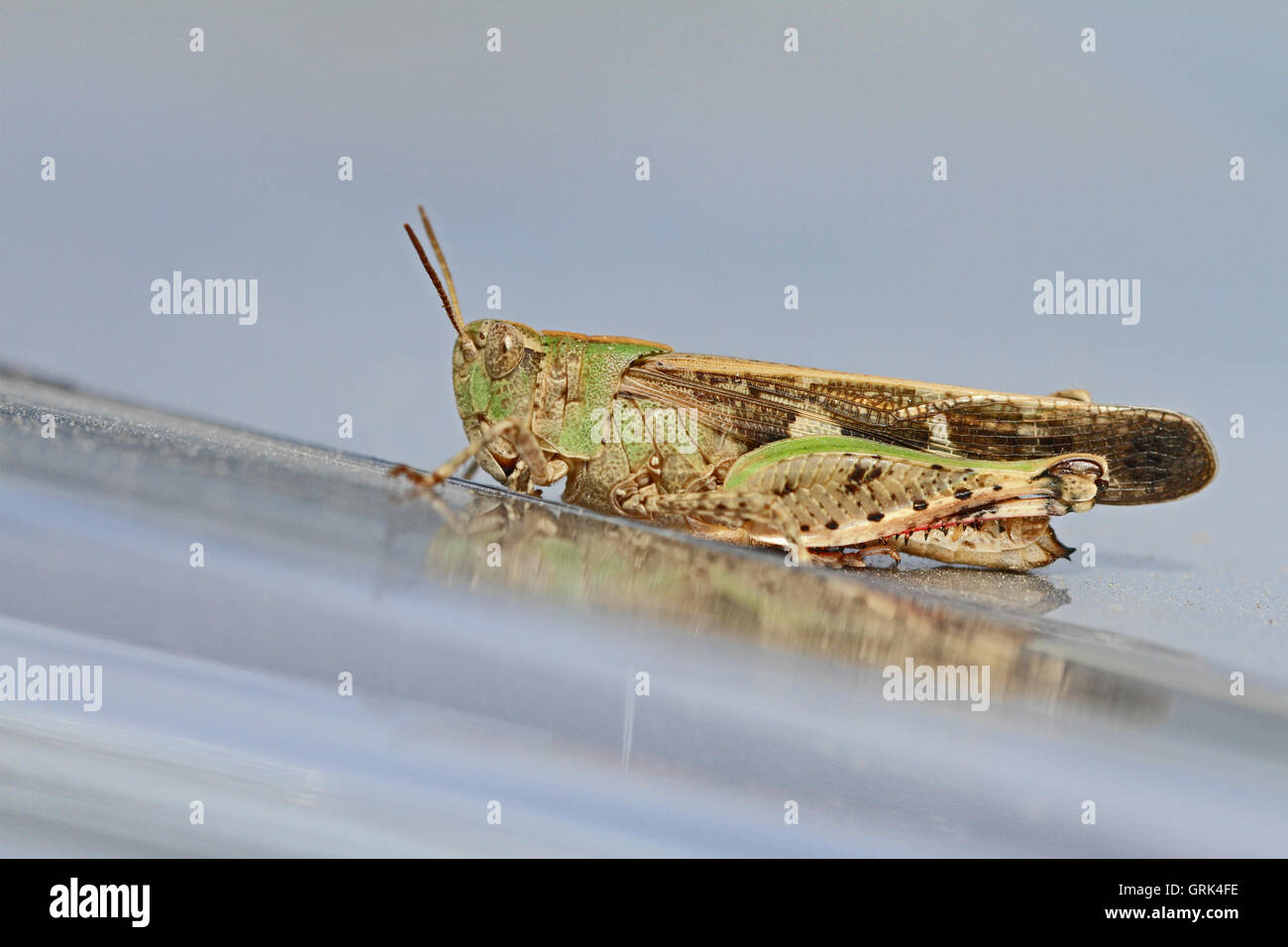 mottled grasshopper close up Latin name myrmeleotettix maculatus on shiny silver surface in summer in Italy by Ruth Swan Stock Photo