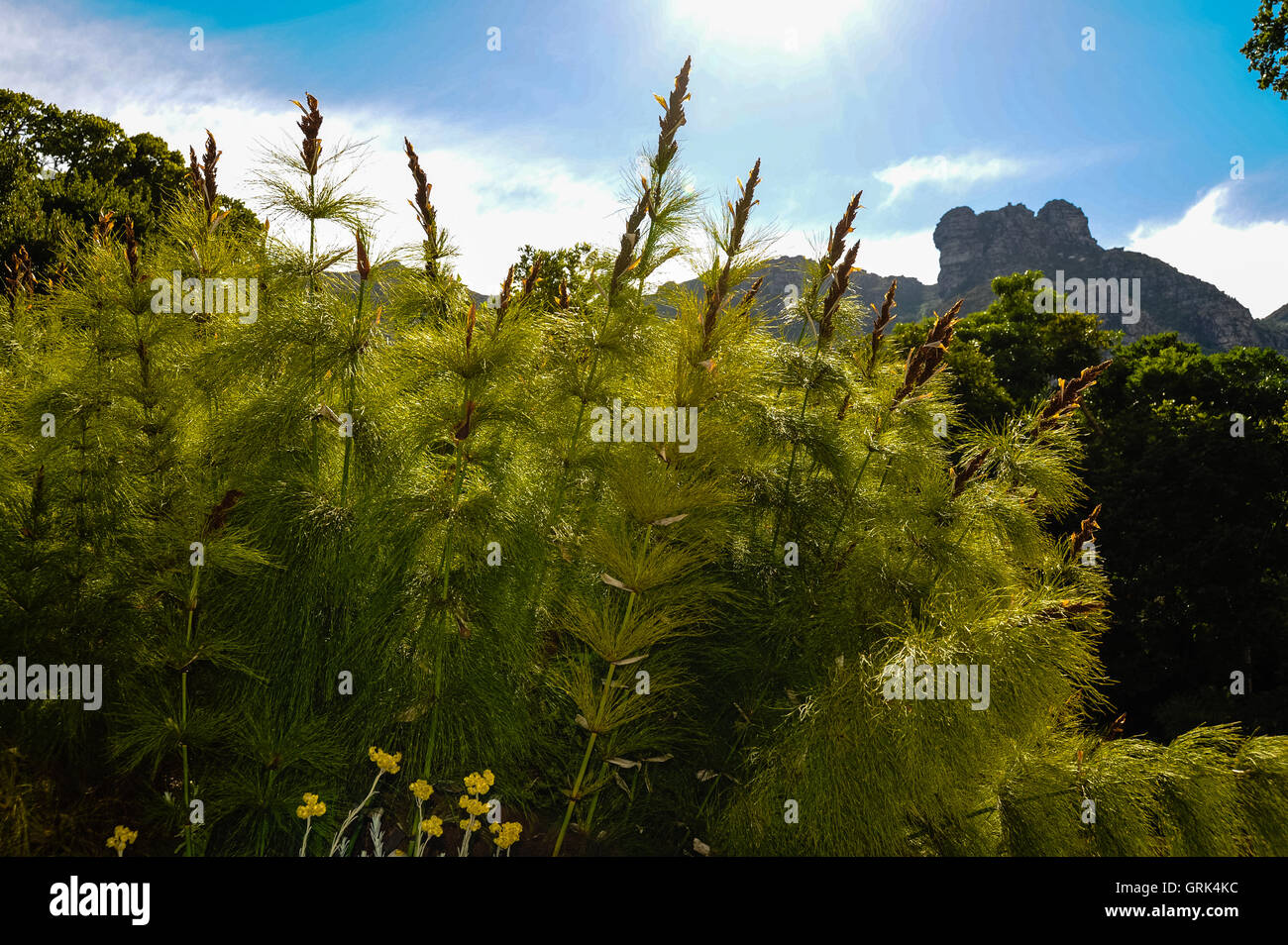 Kirstenbosch National Botanical Garden at the foot of Table Mountain in Cape Town, South Africa. Stock Photo