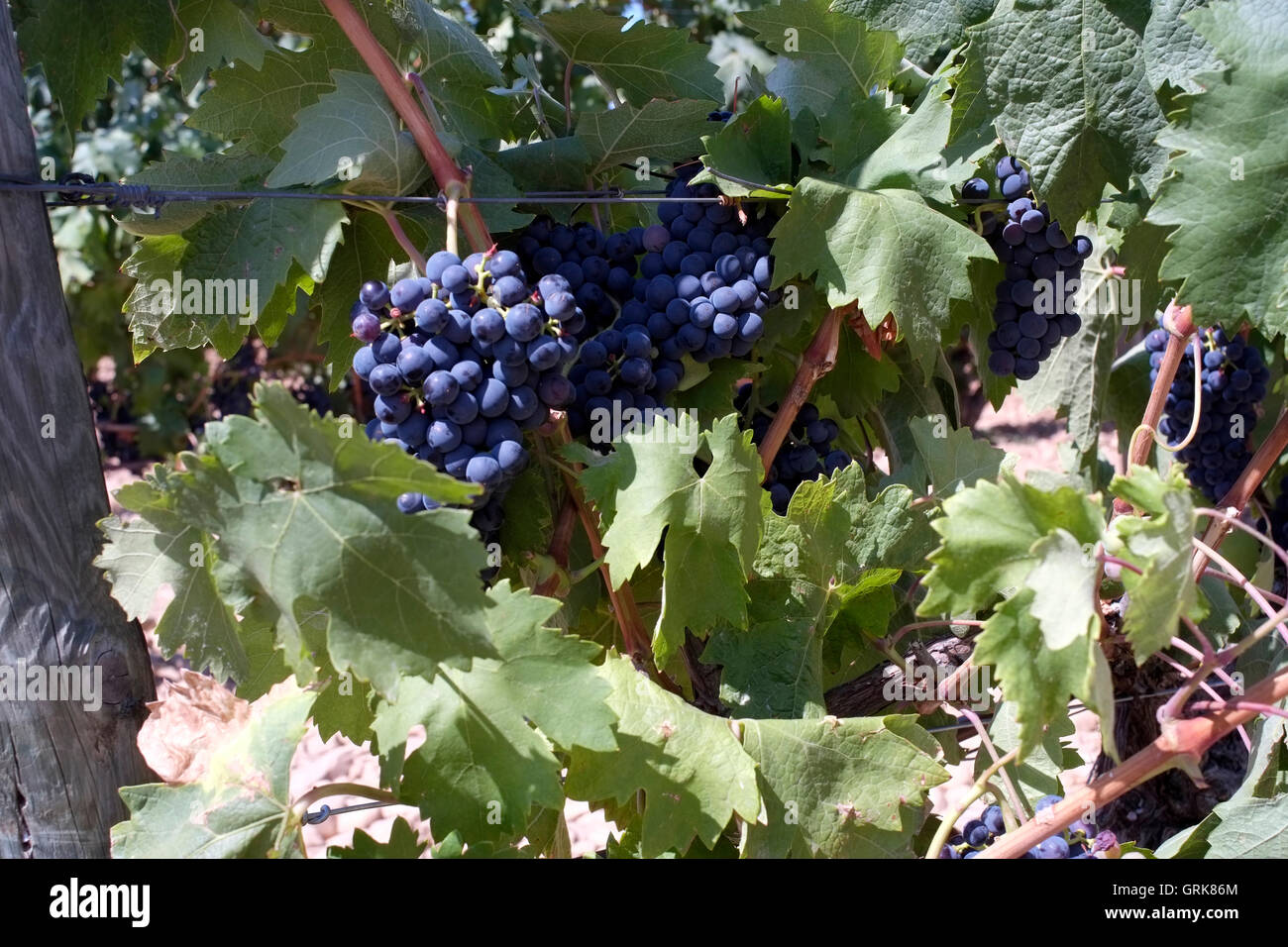 Tempranillo grapes are seen on the vine in a vineyard in Briones, Spain August 26, 2016. Copyright photograph John Voos Stock Photo