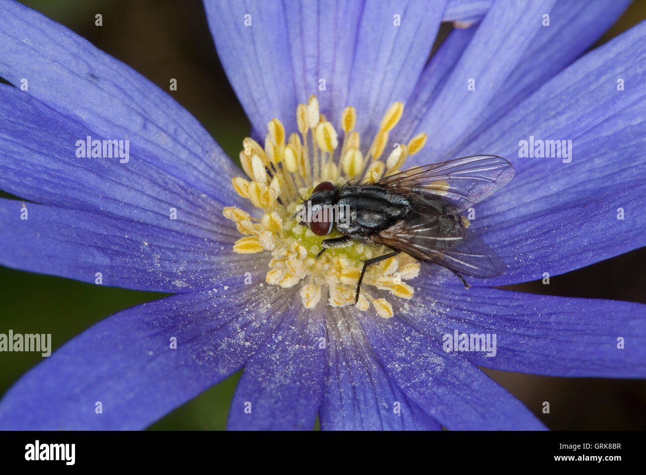 Große Stubenfliege, Gewöhnliche Stubenfliege, Gemeine Stubenfliege, Fliege, Weibchen, Blütenbesuch, Nektarsuche, Bestäubung, Mus Stock Photo