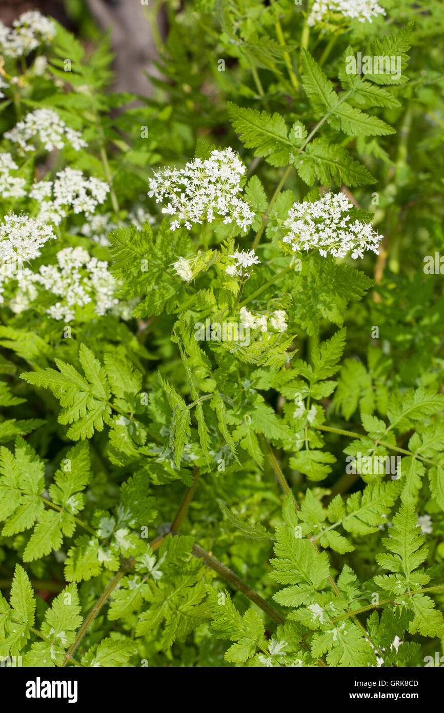 Süßdolde-myrrhis odorata