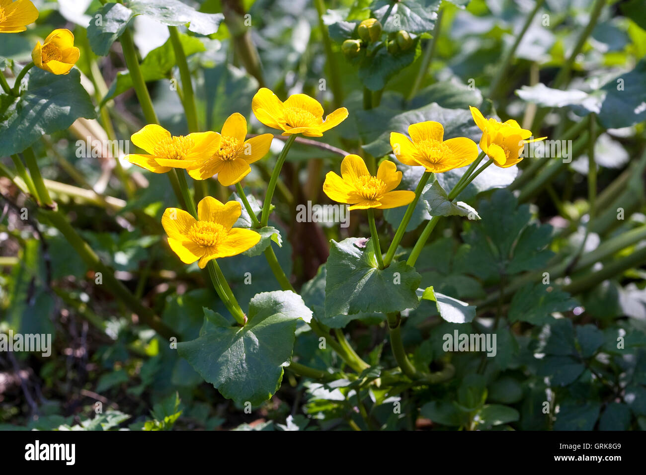Sumpf-Dotterblume, Sumpfdotterblume, Caltha palustris, Kingcup, Marsh Marigold Stock Photo