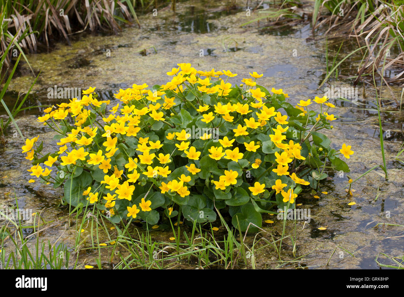 Sumpf-Dotterblume, Sumpfdotterblume, Dotterblume, Caltha palustris, Kingcup, Kingscup, Marsh Marigold, Populage des marais Stock Photo