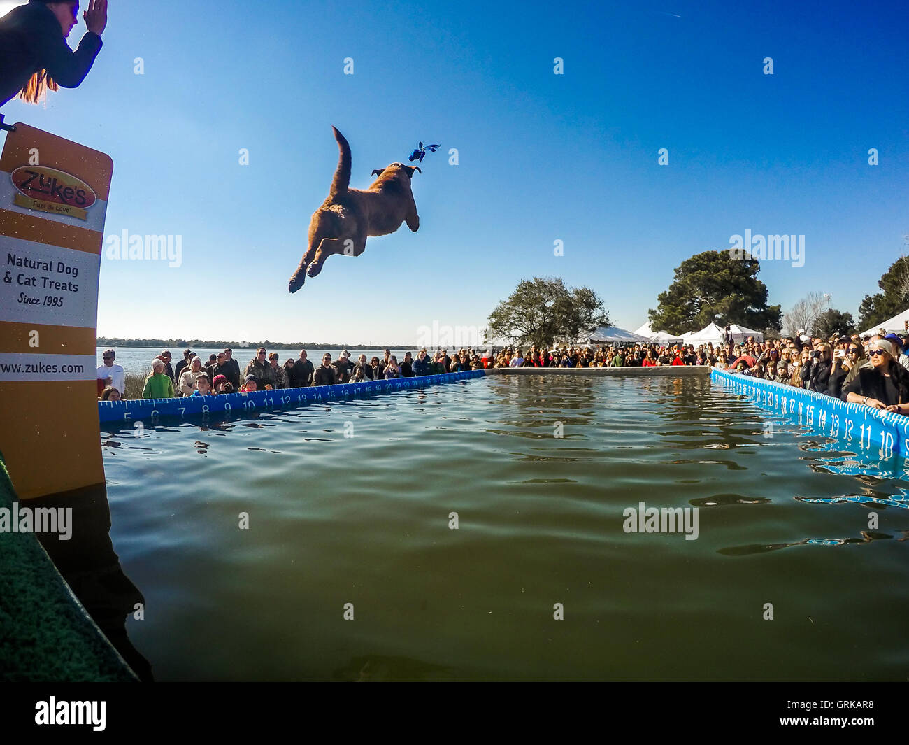 Dock Dogs jumping competition in South Carolina, USA. Dogs can jump up