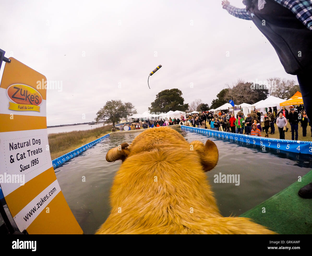 Dock Dogs jumping competition in South Carolina, USA. Dogs can jump up