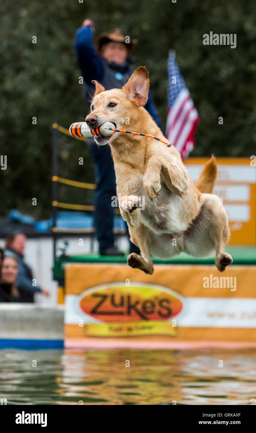 Dock Dogs jumping competition in South Carolina, USA. Dogs can jump up